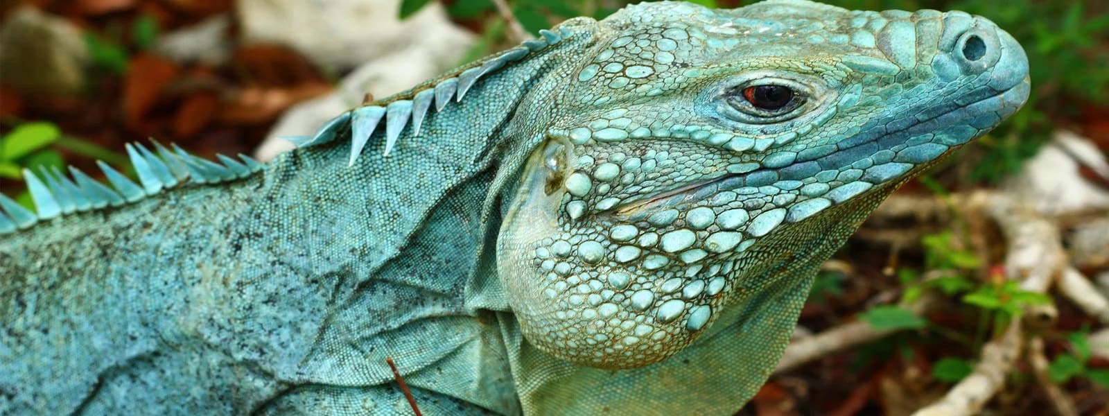 Blue iguana