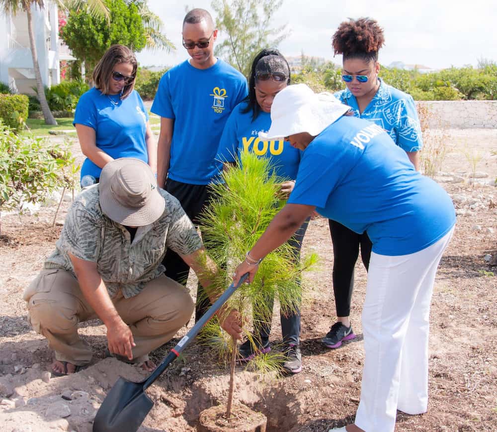 RBC employees assist Bryan Naqqi Manco with some planting in the model garden. Here they are planting a sapling of the endemic Caicos pine; Copyright: Dr Eric Salamanca, DECR