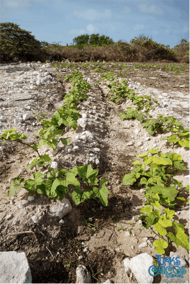 Three sister planting method being used in the model garden. It shows how a mix of plants can be used to grow crops in poor soil. Sweetcorn supports the beans as they grow, the beans fix nitrogen for the sweetcorn, and the squash keeps the soil moist and minimises weeds