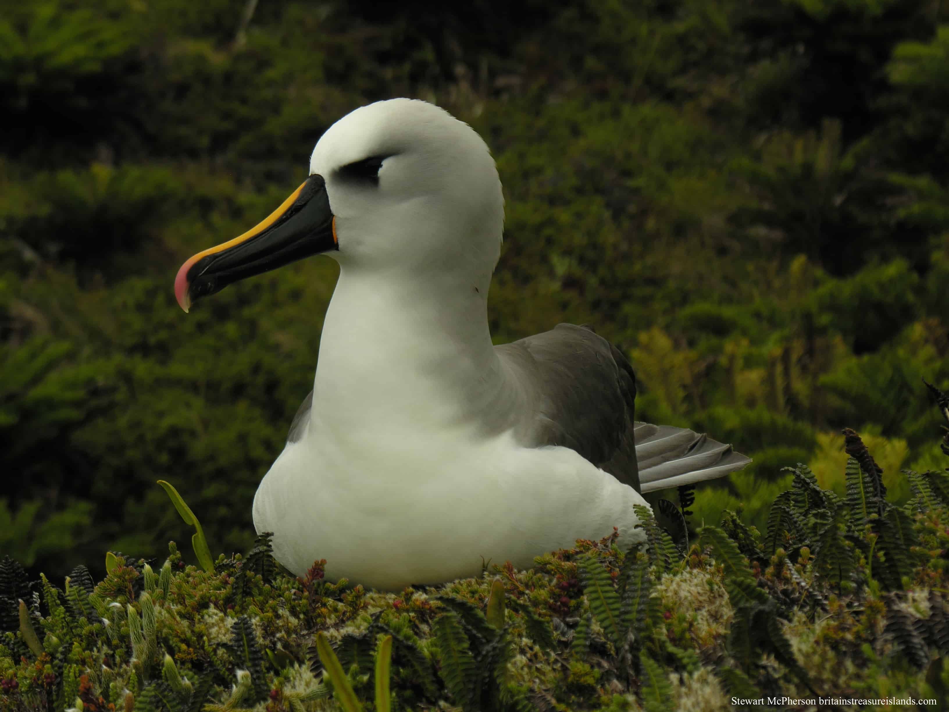Atlantic Yellow Nosed Albatross on Tristan da Cunha; Copyright: Stewart McPherson