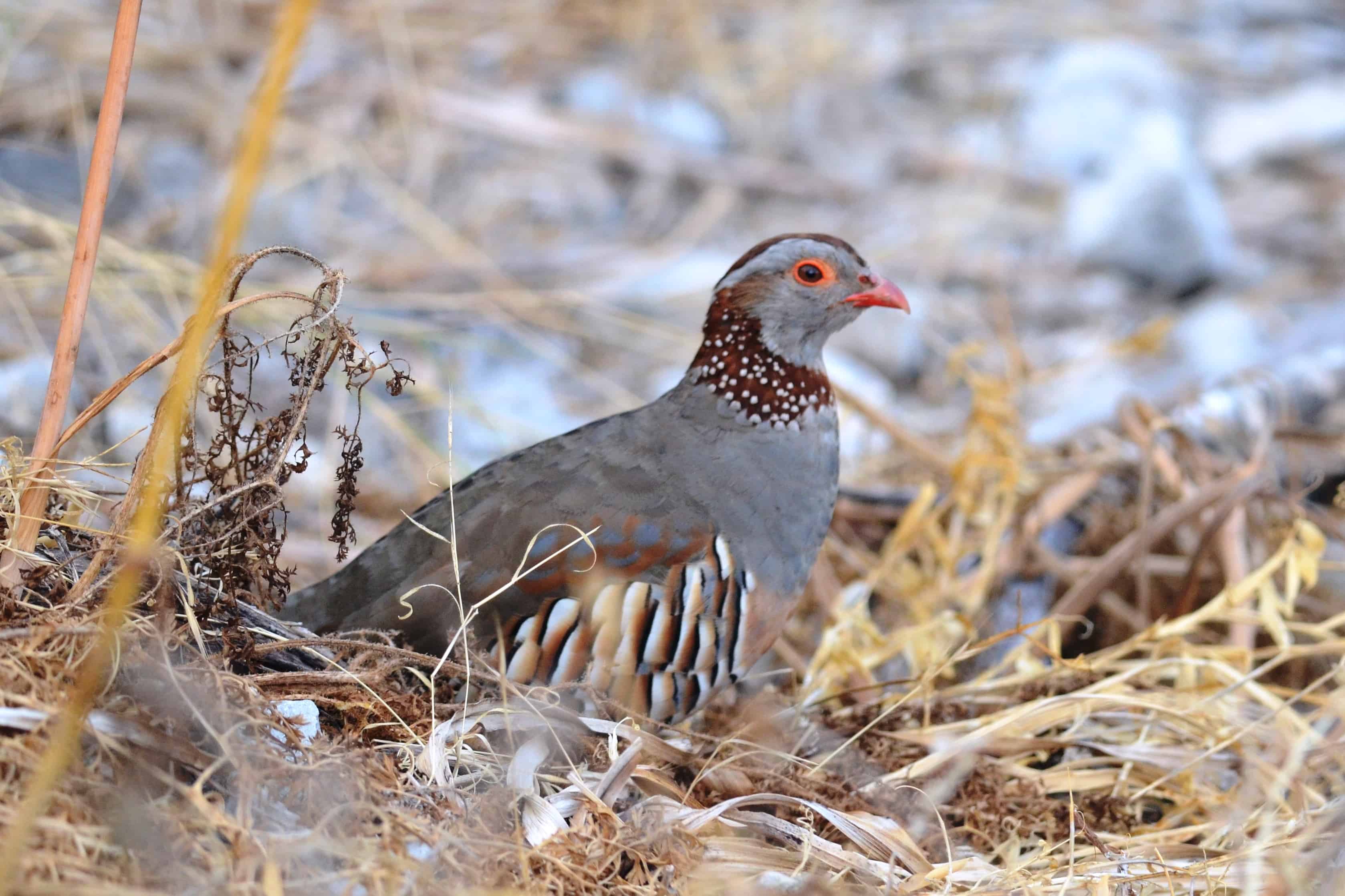 Gibraltar's Barbary Partridge is thought by many to be Gibraltar's "National Bird". Gibraltar is the only place in mainland Europe where they are found; Copyright: Andrew Dobson