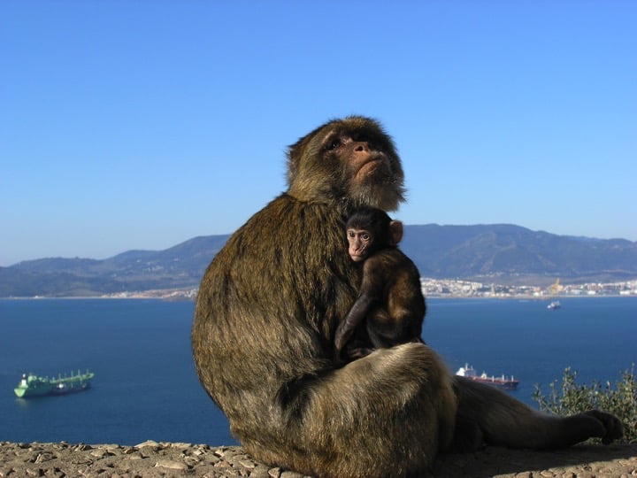 Gibraltar's Barbary macaques are a species of tailless monkey. They are found in Morocco and Algeria. Those found in Gibraltar are the only wild monkeys in Europe; Copyright Prof John Cortes