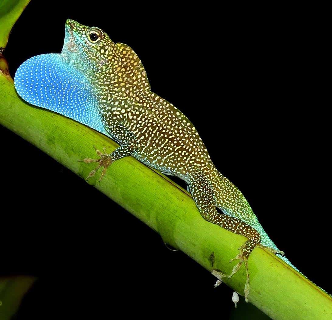 Anolis conspersusan endemic lizard, known locally as chameleon due to its ability to change colours; Copyright: Stuart Mailer/NTCI