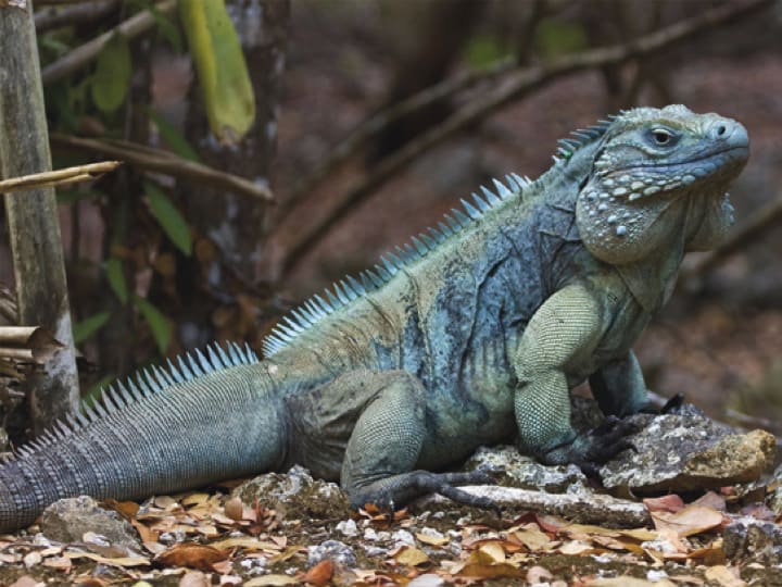 Grand Cayman Blue Iguana