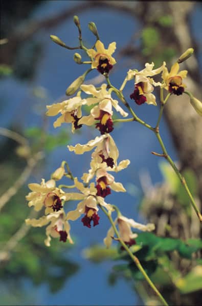 Banana Orchid, Cayman Islands. Copyright: Thomas Hadjikyriakou