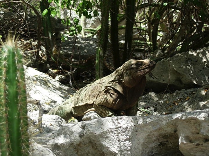 Endemic iguana of the British Virgin Islands (Cyclura pinguis); Copyright National Parks Trust of the Virgin Islands