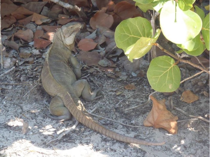 Huge Male Rock Iguana_TCI_Naqqi Manco