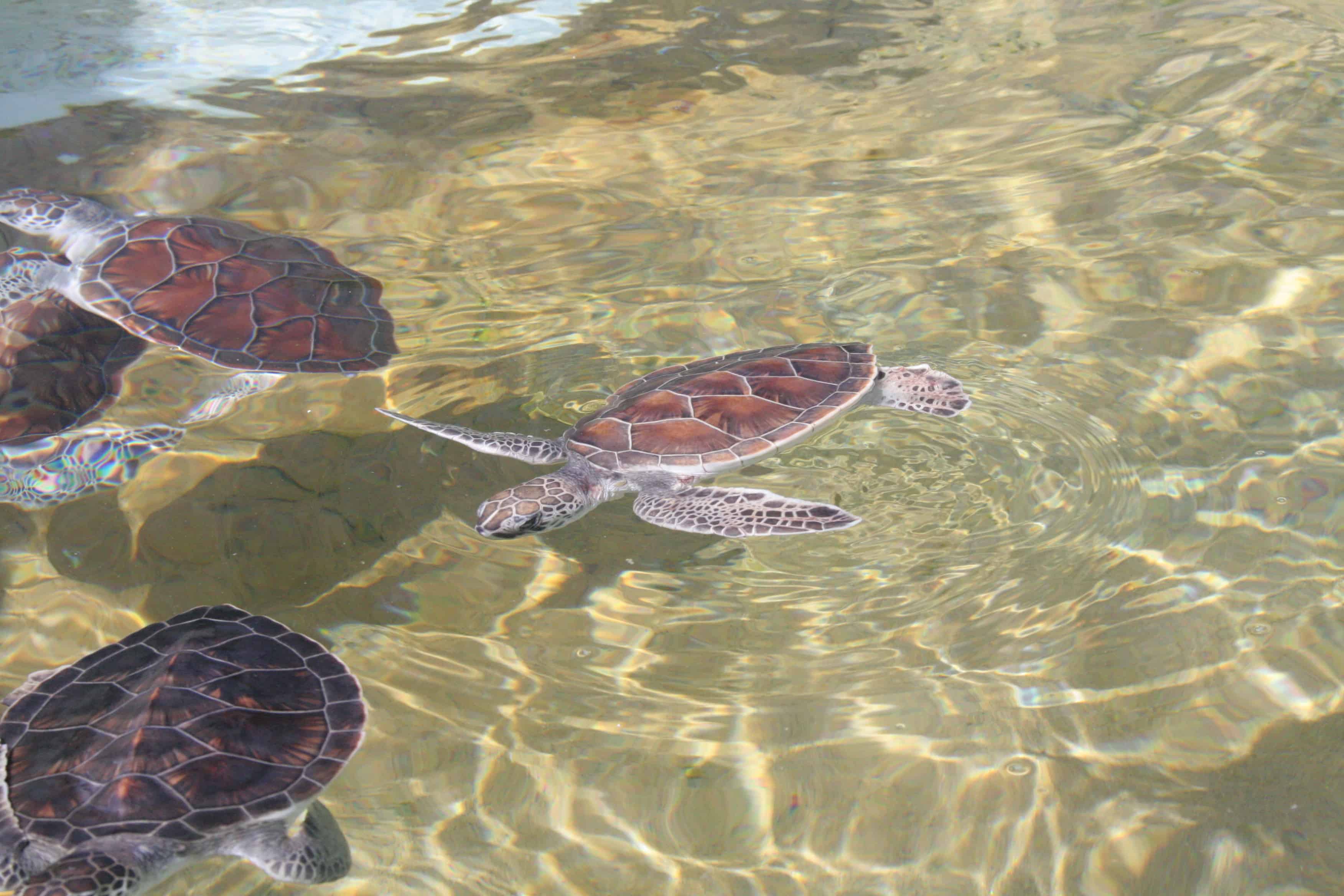 Green turtles at the Cayman turtle farm, an operation not free from controversy. Copyright: Dr Mike Pienkowski