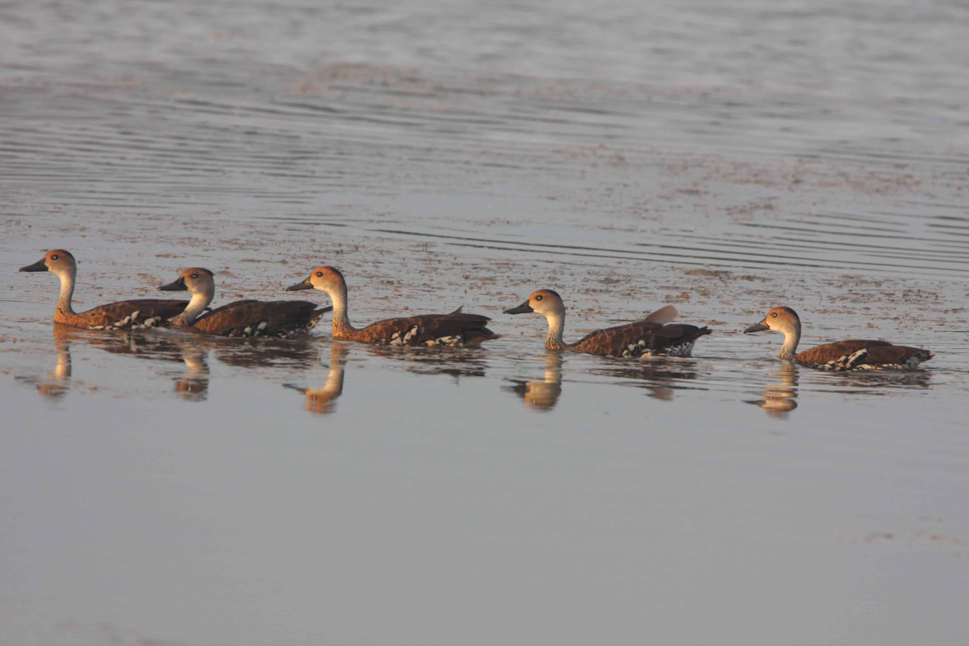 West Indian whistling ducks, a scarce species well represented in the Cayman Islands. Copyright: Dr Mike Pienkowski