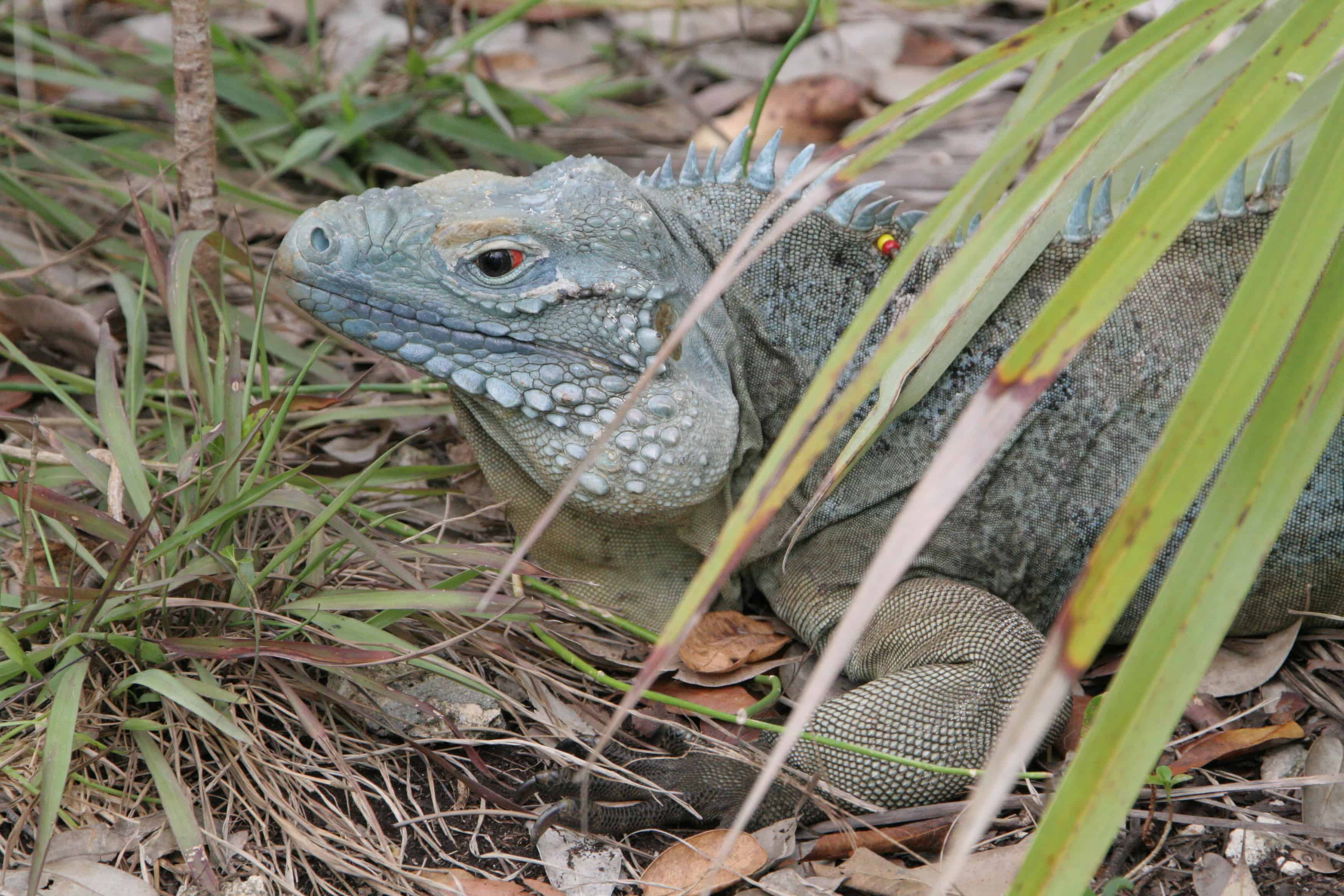 Blue iguana, carrying individual markers from the project.