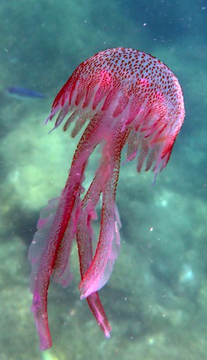 Jelly fish captured on film while snorkelling; Copyright: Peter Richardson