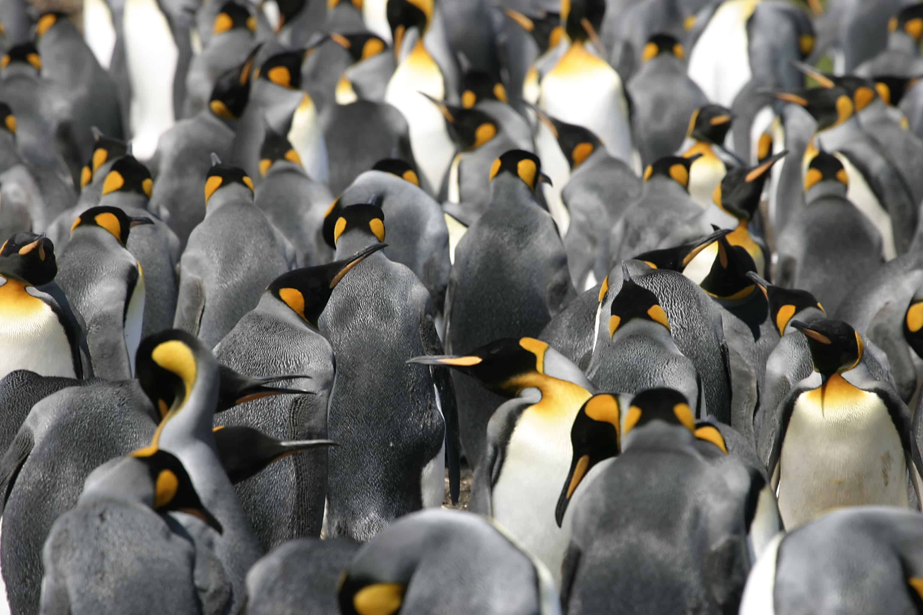 King penguins in the Falkland Islands; Copyright: Tim Earl