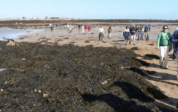 Participants were fascinated by boulder-fields, oyster-farms, lagoons, wave-cut platforms, sand banks and saltwater-filled gullies on the way to and from two of Jersey’s most interesting coastal defence towers; Copyright: UKOTCF