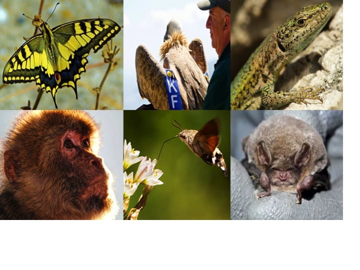 Gibraltar's fauna and flora; Copyright: HMGoG Department of Environment