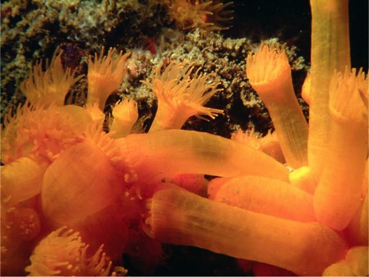 Rich marine environment (above and below) in Gibraltar's waters: Copyright: HMGoG Department of Environment