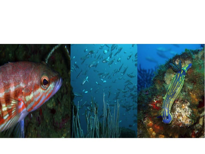 Rich marine environment in Gibraltar's waters: Copyright: HMGoG Department of Environment