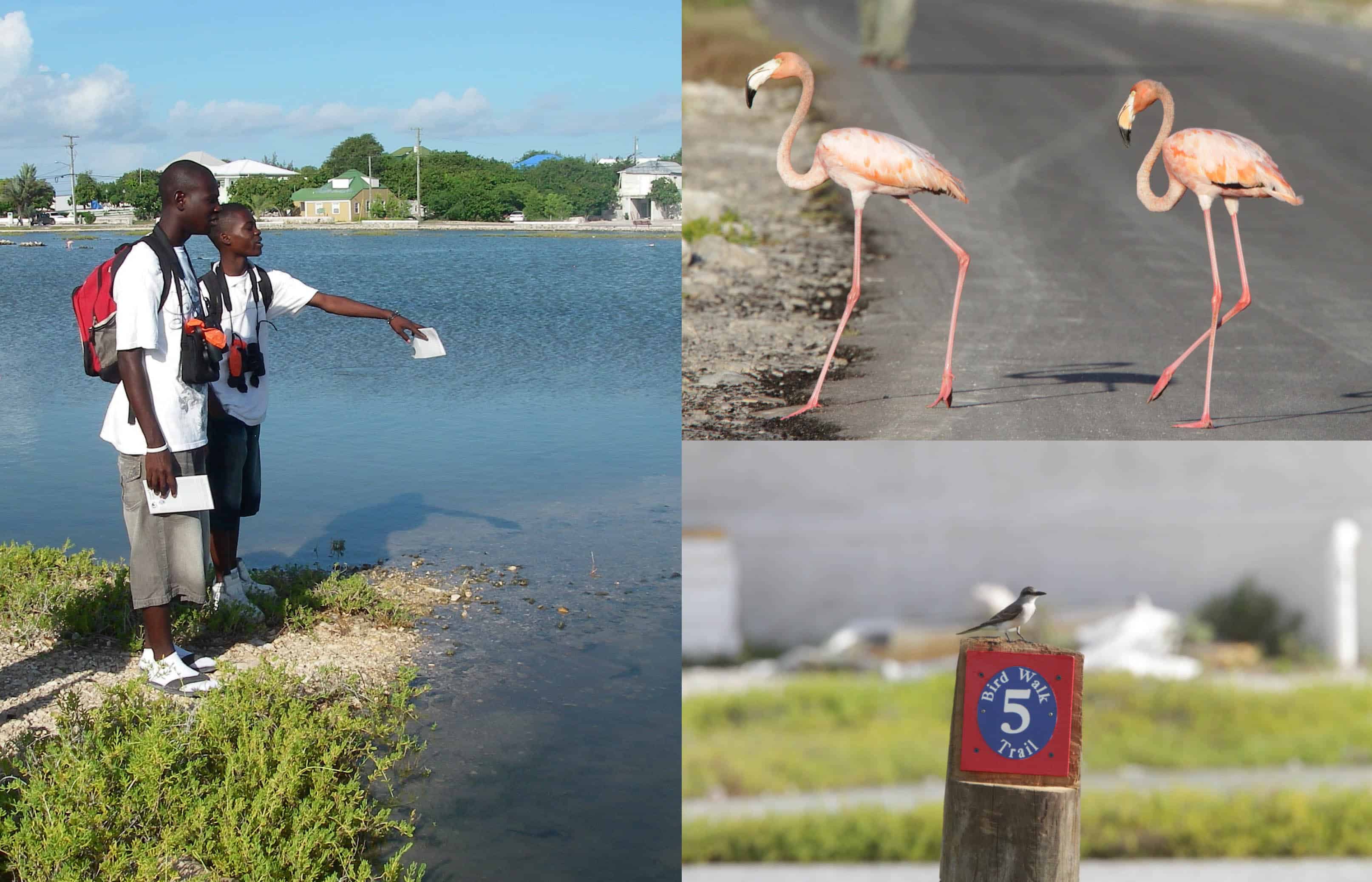 Bird trails installed on Grand Turk as part of a series of driven and walked trails, part of an initiative jointly managed with the Turks and Caicos National Museum; Copyright: Dr Mike Pienkowski