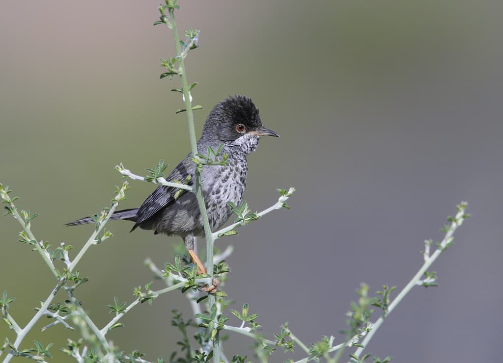 Cyprus warbler; Copyright: Michael Gore CVO, CBE, FRPS