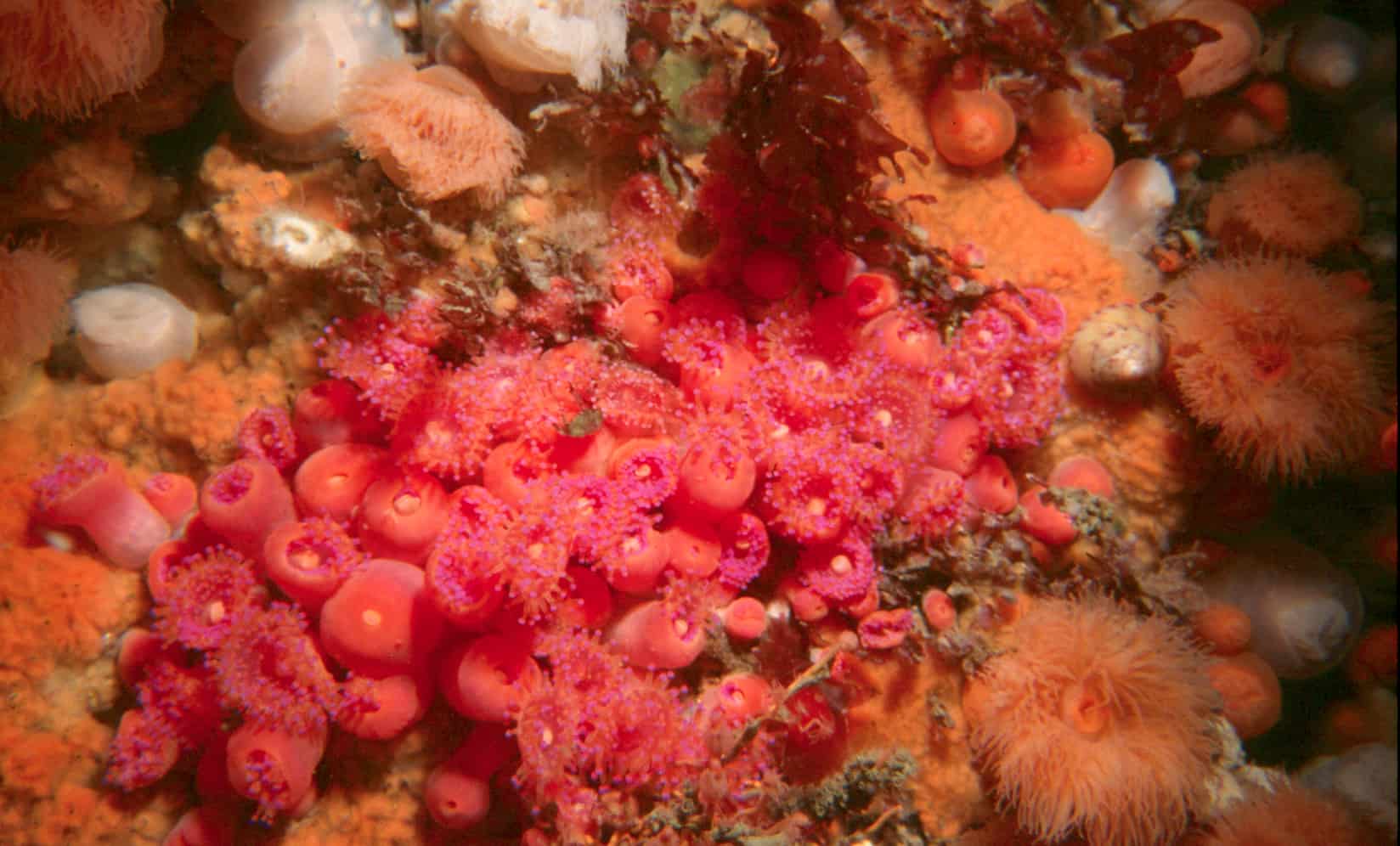 Jewel anemones, south of Burroo; Copyright: Maura Mitchell