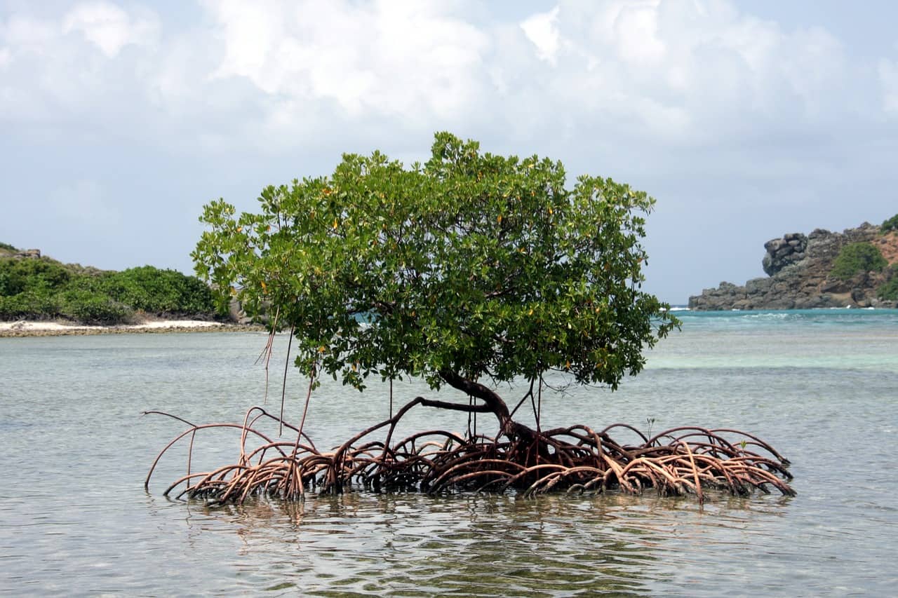 Mangrove, Tortola, British Virgin Islands