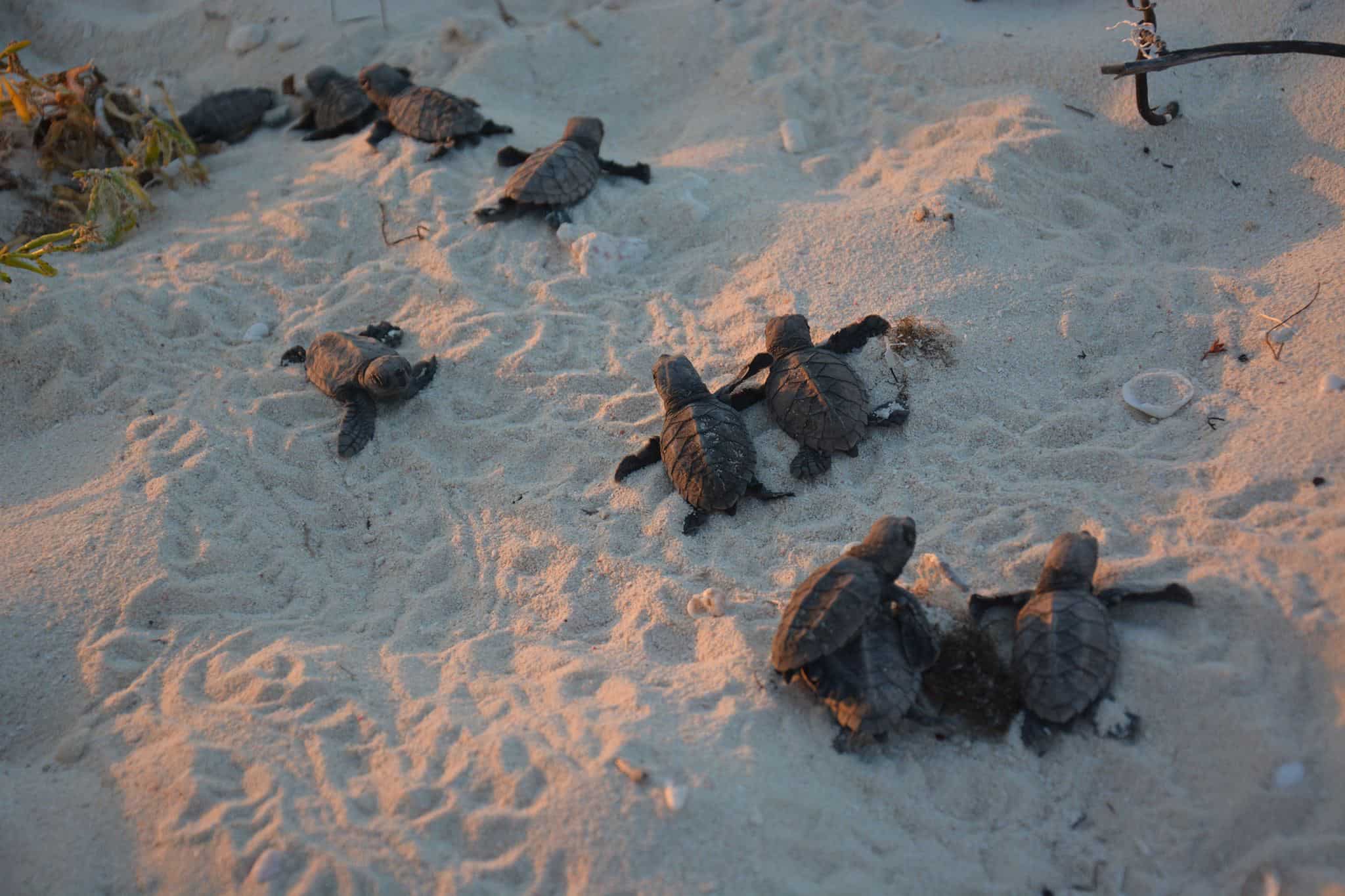 Sea turtle hatchling make their journey towards the sea; Copyright: Katharine Hart