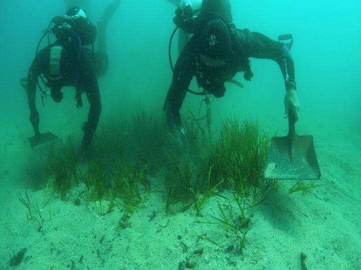 Transplanting of sea-grass. Copyright: HMGOG/GONHS