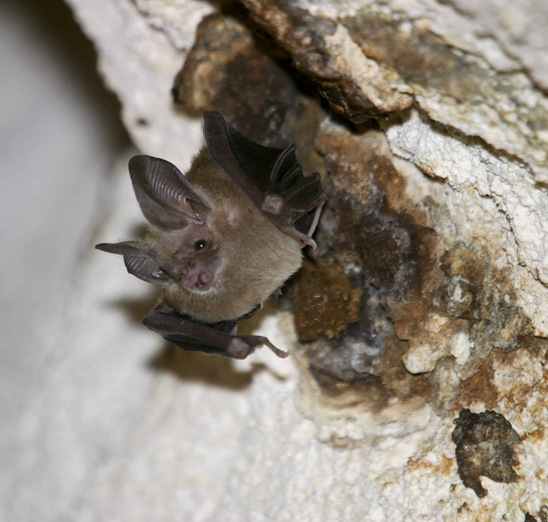 Big-eared bat resting during the day-time in a cave on Middle Caicos. Copyright: Dr Mike Pienkowski