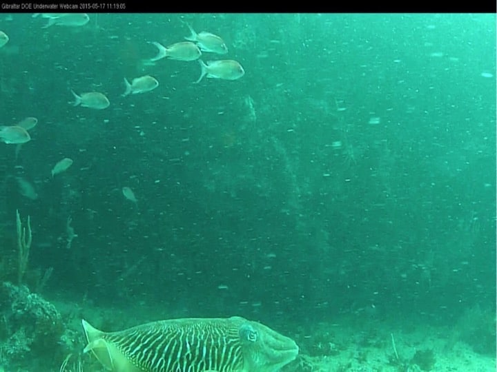 View from the underwater camera linked to the internet; Copyright: HMGOG/GONHS