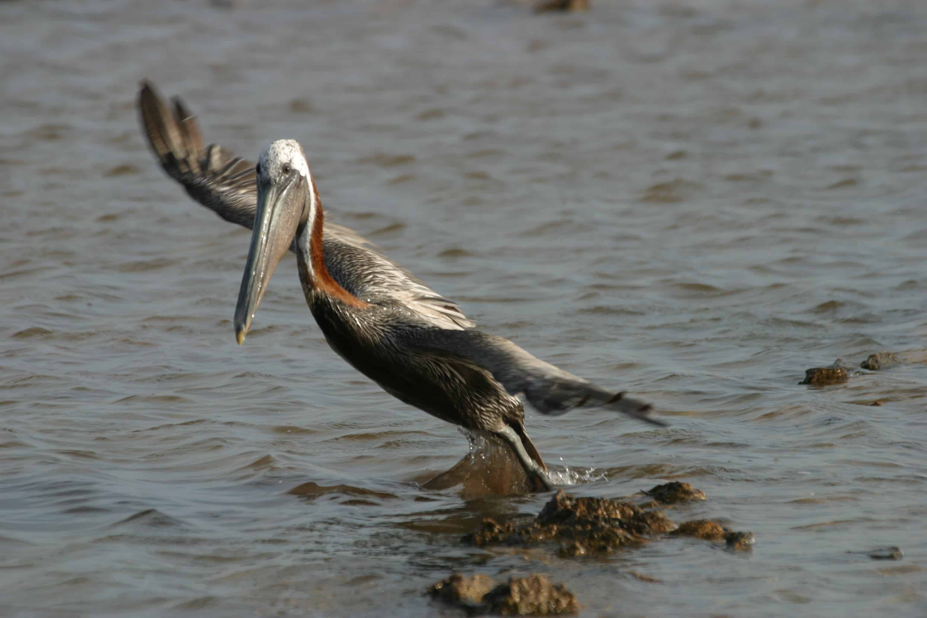 Adult brown pelican fishing on Town Salina, Grand Turk, one of the proposed Ramsar Sites; Copyright: Dr Mike Pienkowski