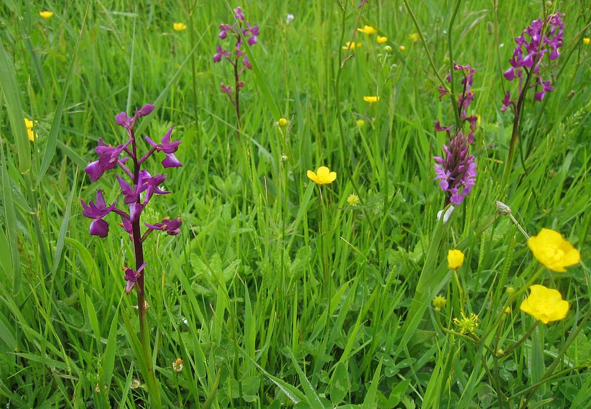 Jersey orchid Anacamptis laxiflora. By Rolf Thum - eigene Aufnahme von Rolf Thum, CC BY-SA 3.0, Source.