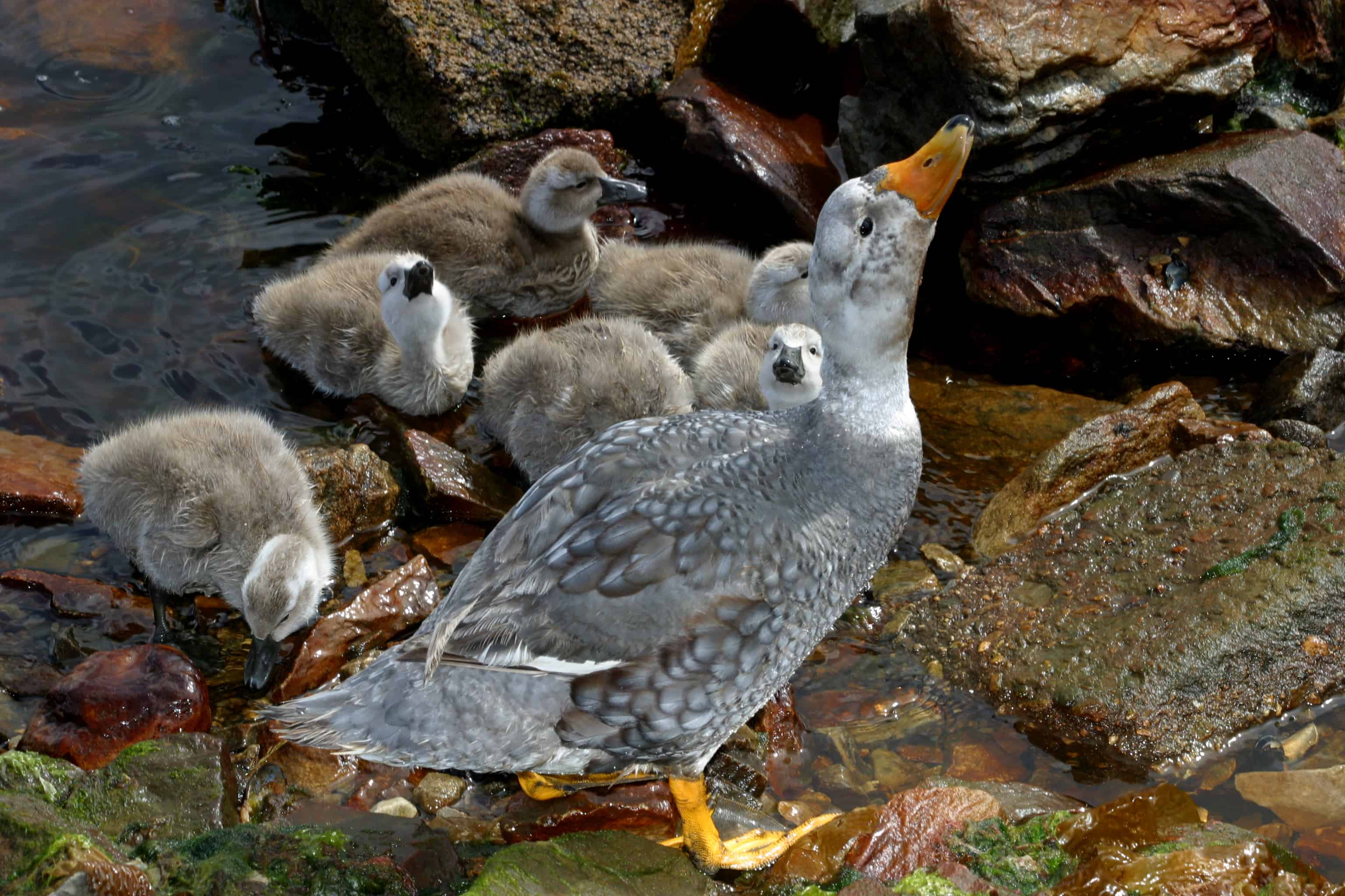 Male flightless steamer-duck and his ducklings (endemic to Falklands) drink at freshwater trickle on shore at Stanley. Copyright: Dr Mike Pienkowski