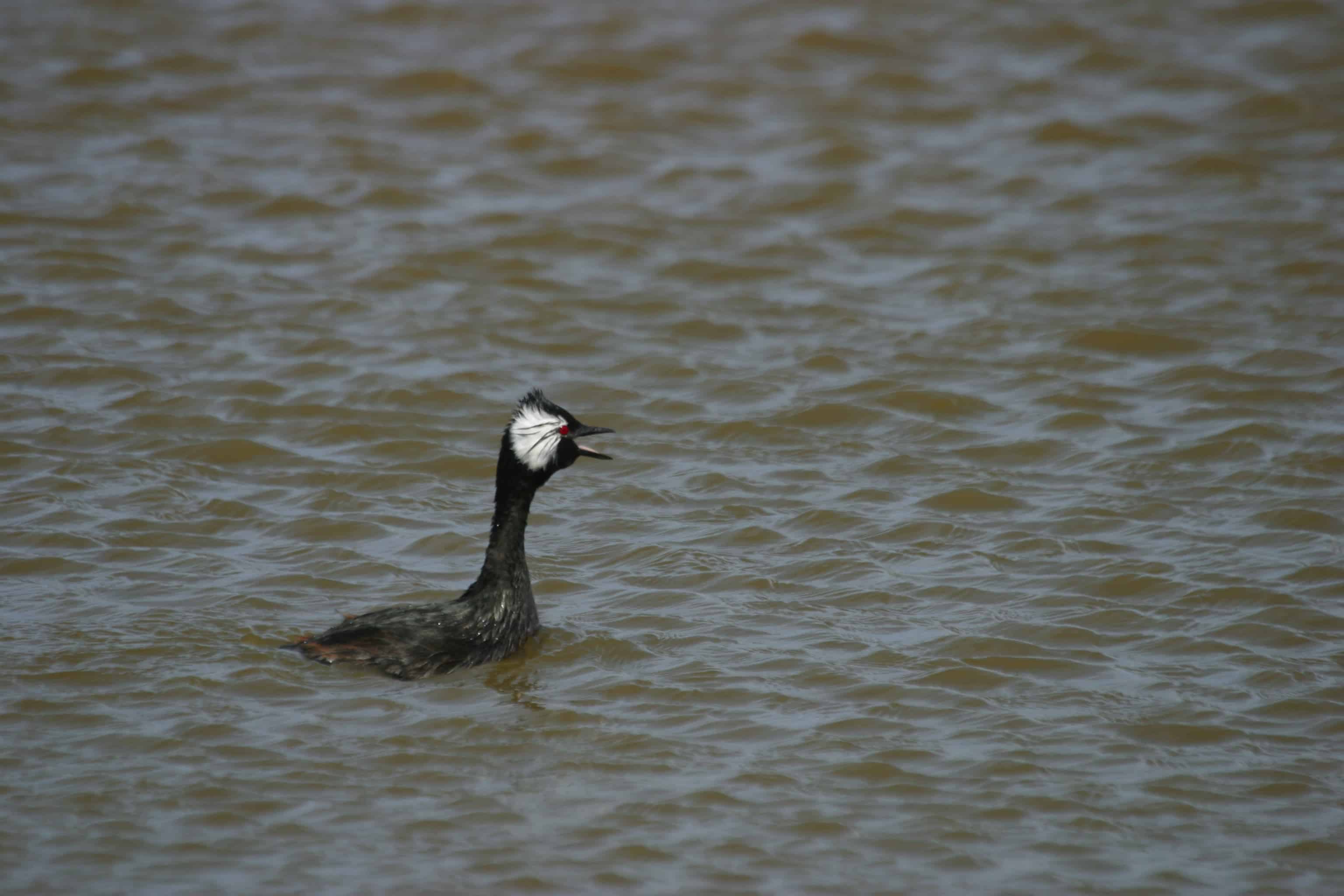 White-tufted grebe, subspecies (likely to be elevated to species) endemic to Falklands.
