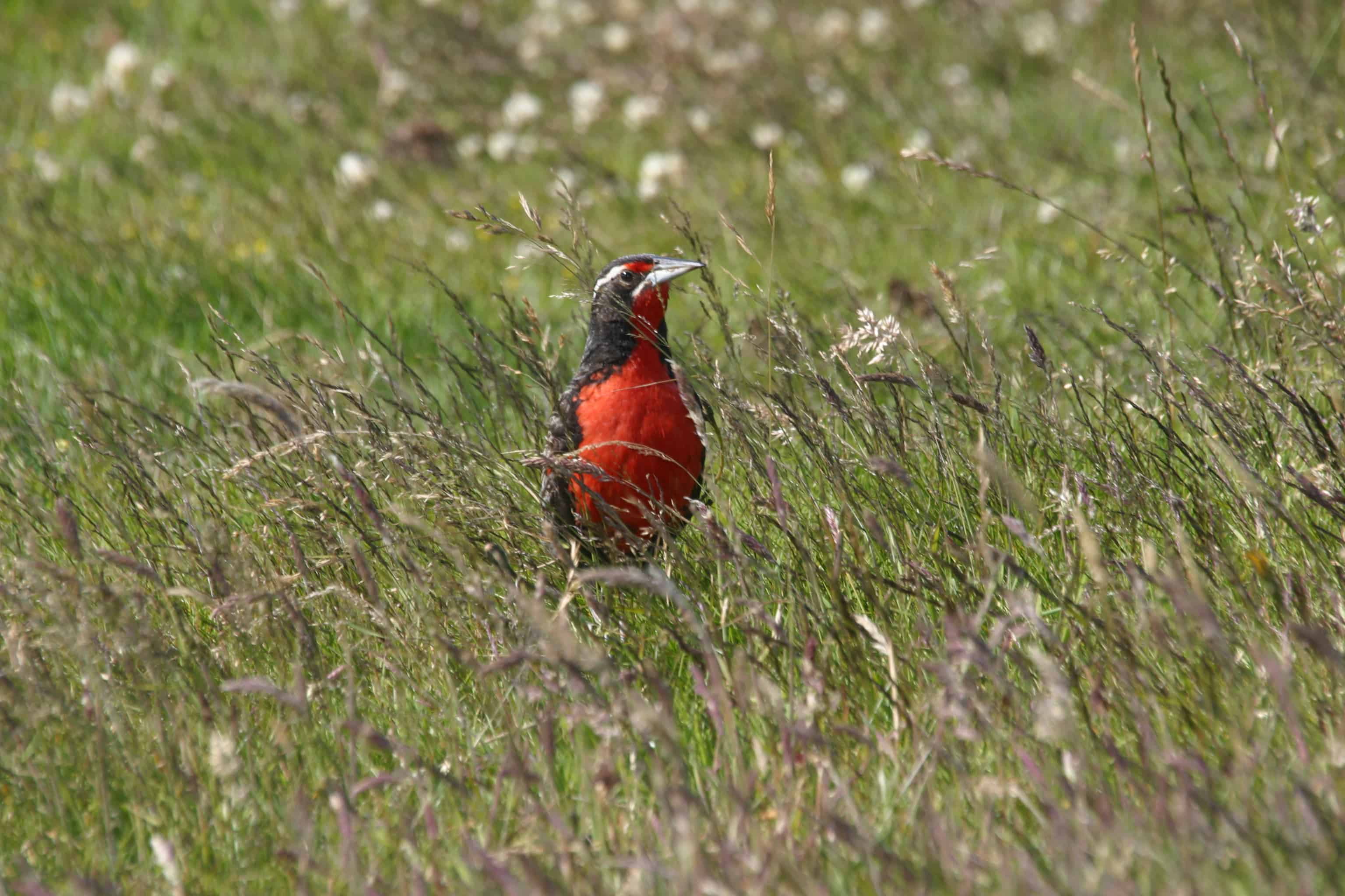 Long-tailed meadowlark, Pebble Island; Copyright: Dr Mike Pienkowski