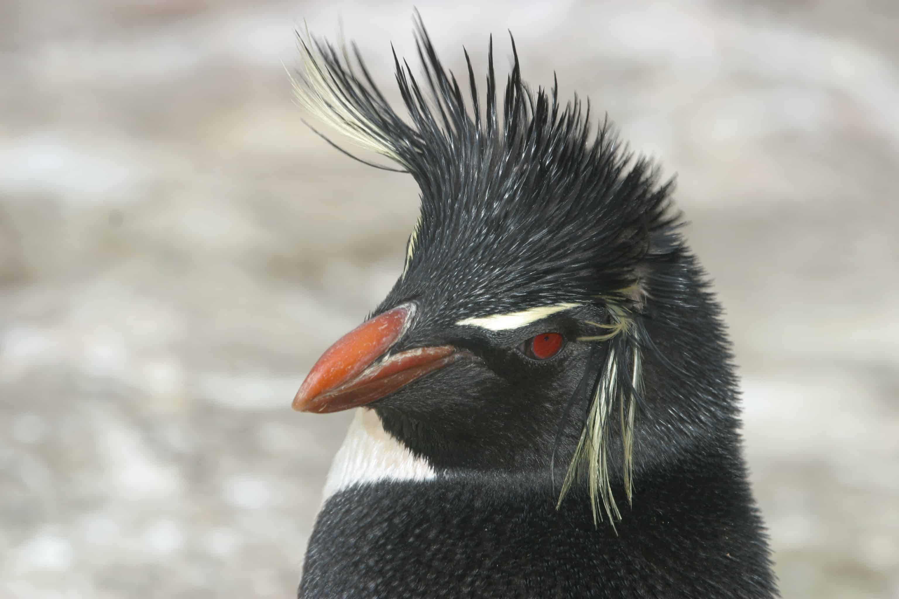 Southern rockhopper penguin, New Island. Copyright: Dr Mike Pienkowski