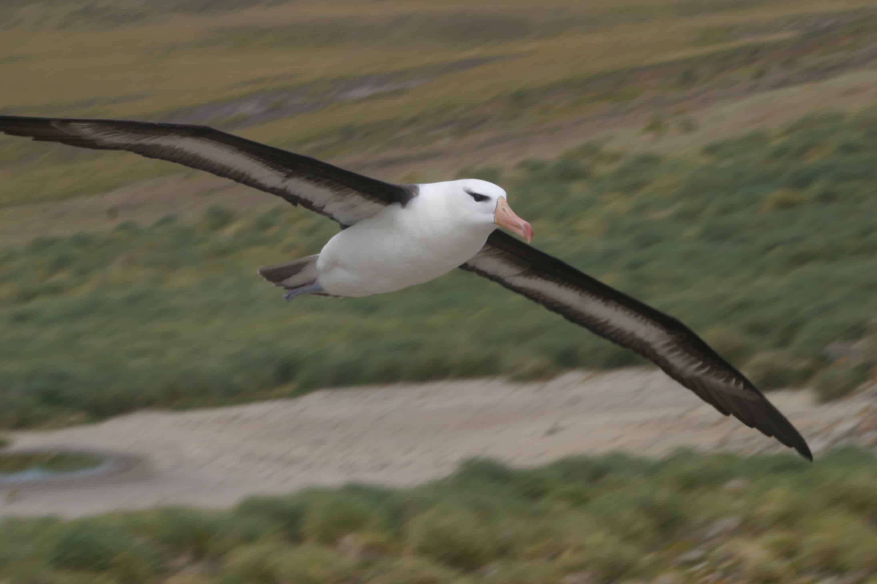 Black-browed albatross flies into colony at New Island; The Falklands support the majority of the world's population. Copyright: Dr Mike Pienkowski