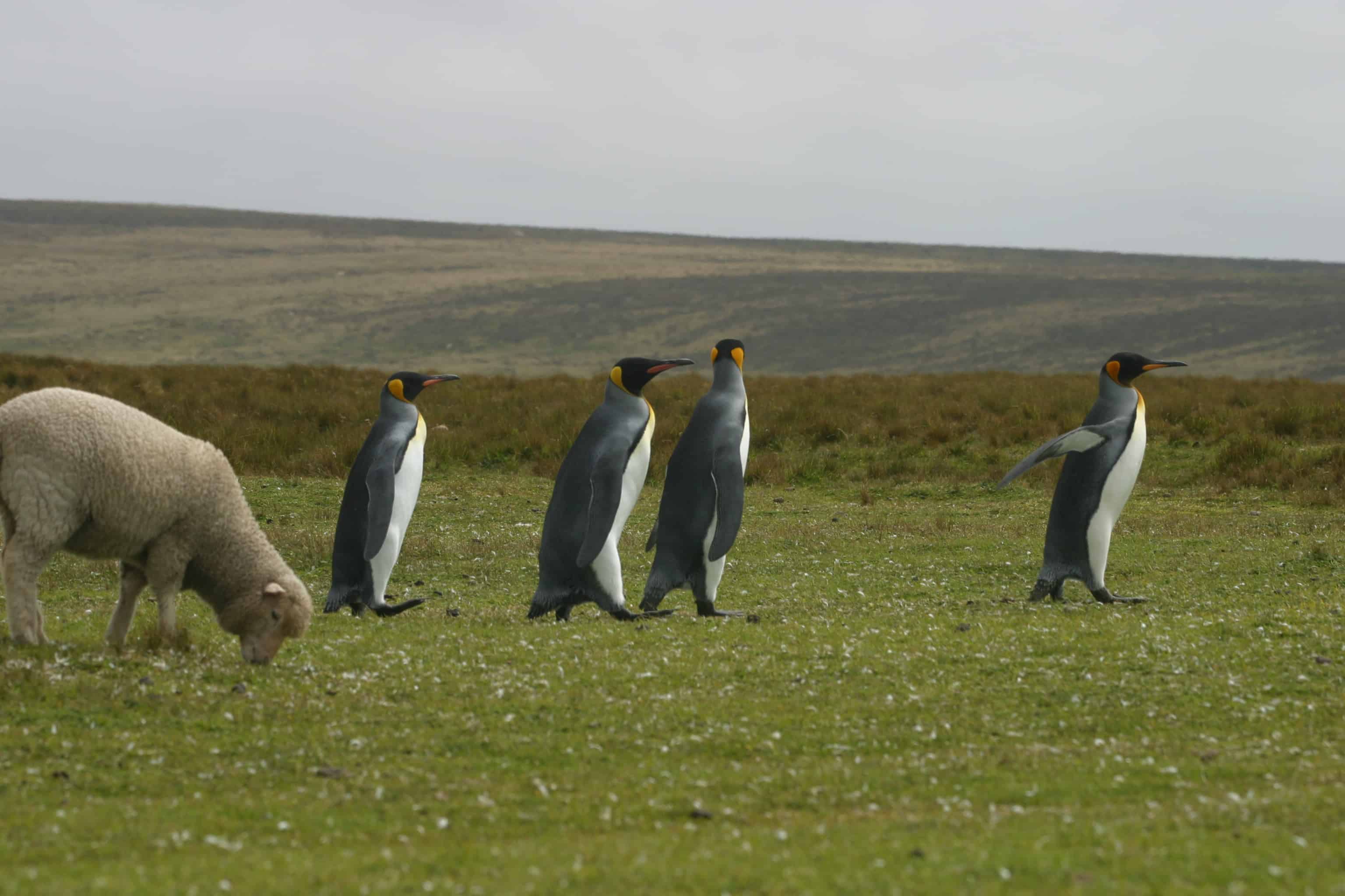 King penguins, returning from fishing to their colony at Volunteer Point, march past sheep. Copyright: Dr Mike Pienkowski