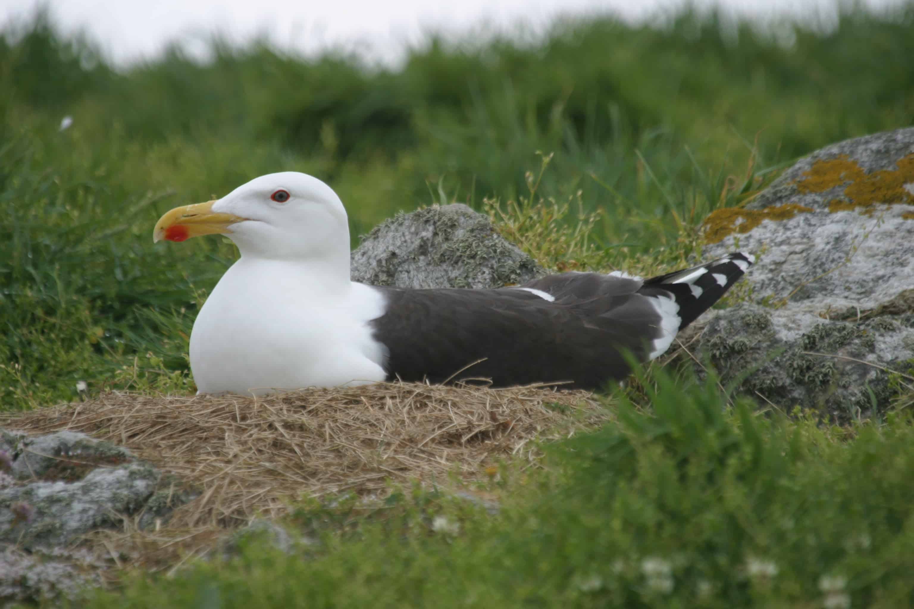 Great black-backed gull on nest. Copyright: Dr Mike Pienkowski