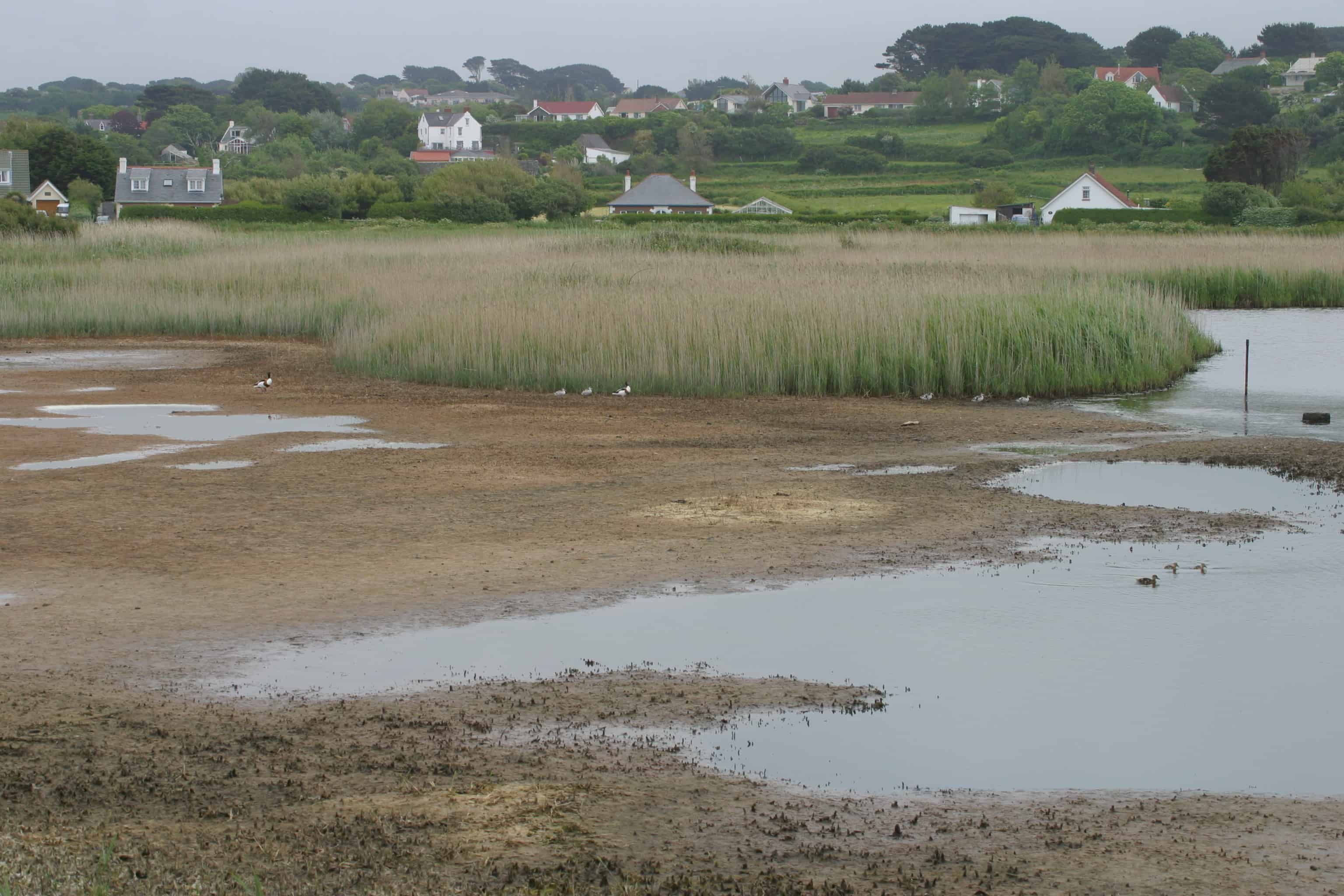 Guernsey has a varied landscape of town, villages, rolling farmland, ponds and marshes; Copyright: Dr Mike Pienkowski