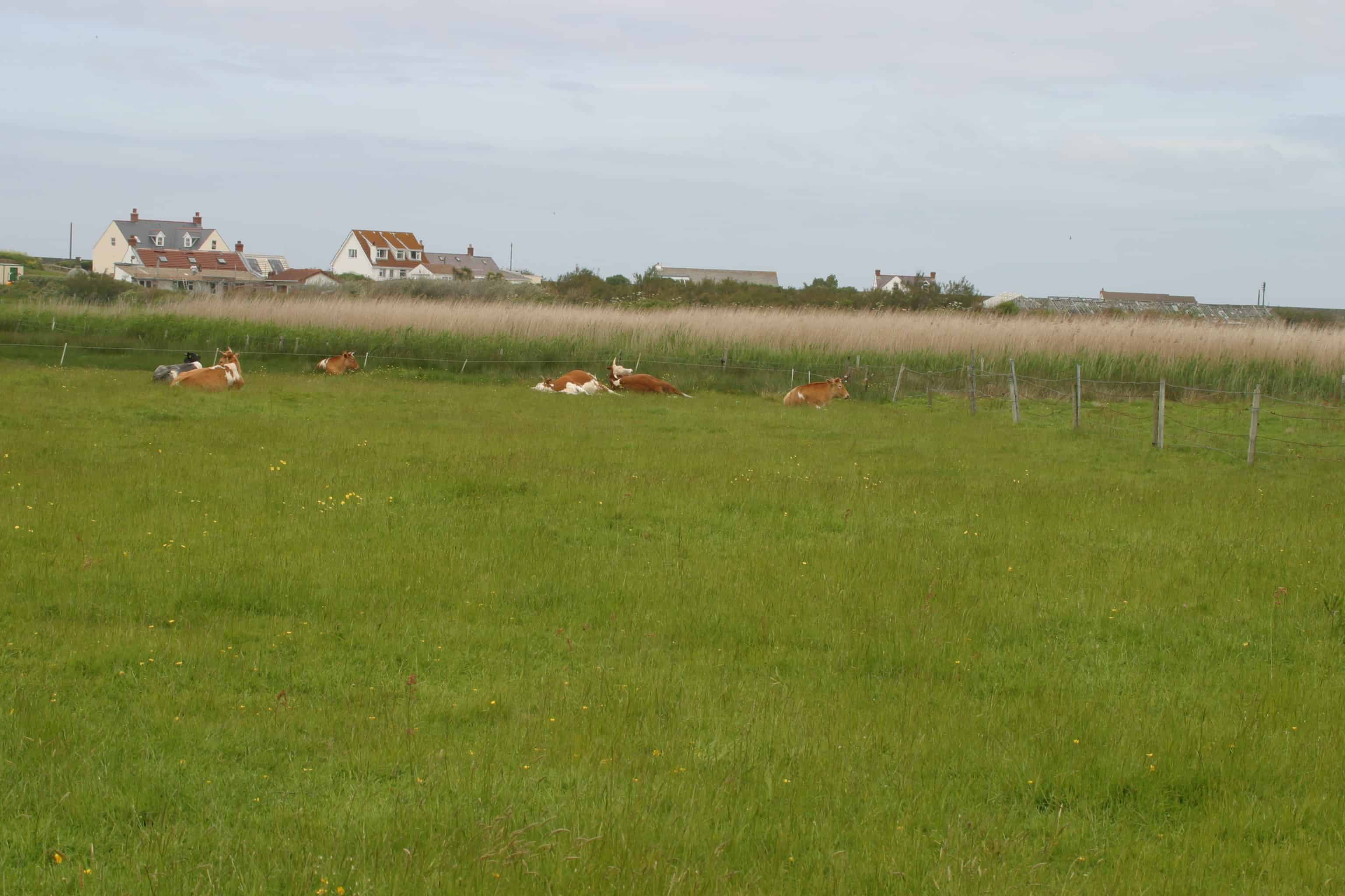 Cattle and crops; Copyright: Dr Mike Pienkowski