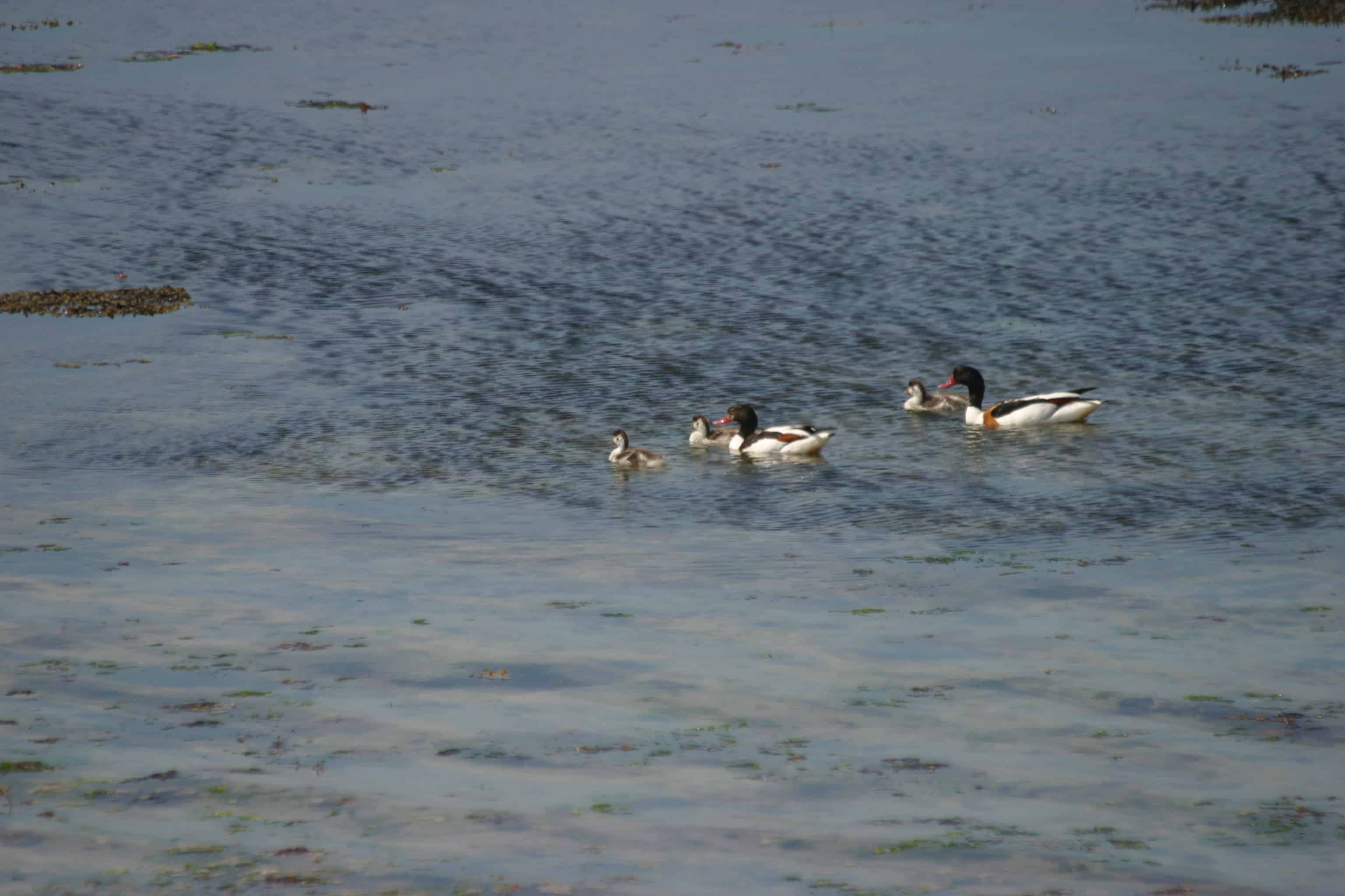 A family of shelducks, one of the species favouring coastal areas; Copyright: Dr Mike Pienkowski