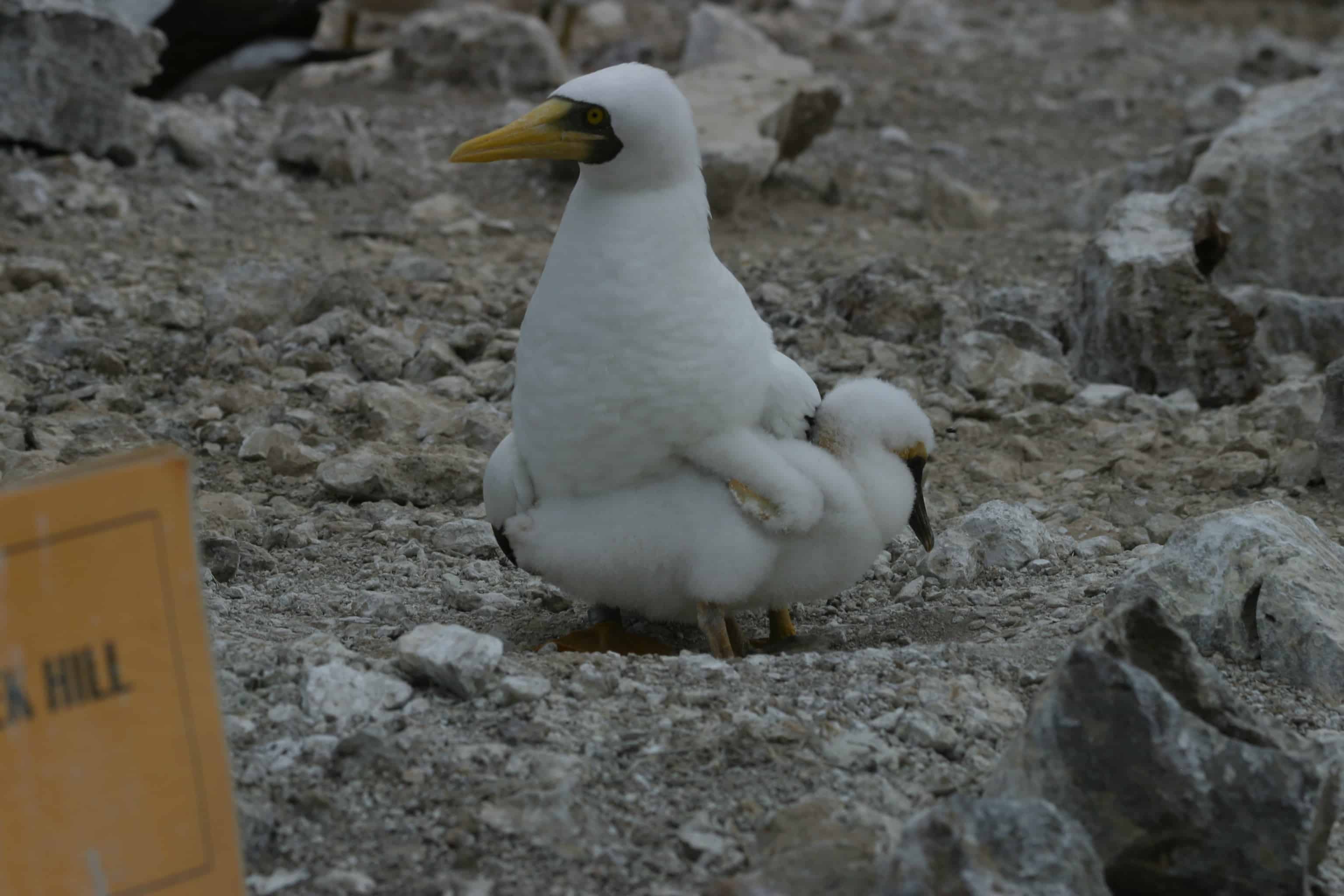One of first successful nestings on the Ascension mainland of masked booby, with chick, after ecological restoration. Copyright: Dr Mike Pienkowski