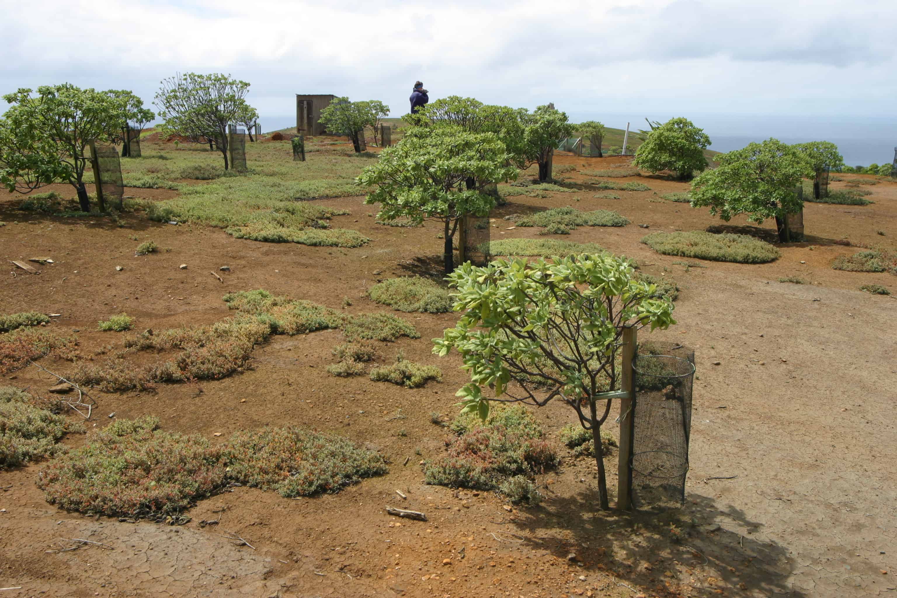 Endemic gumwood trees developing in the Millennium Forest, run by St Helena National Trust and probably one of the most successful Millennium projects anywhere. Copyright: Dr Mike Pienkowski