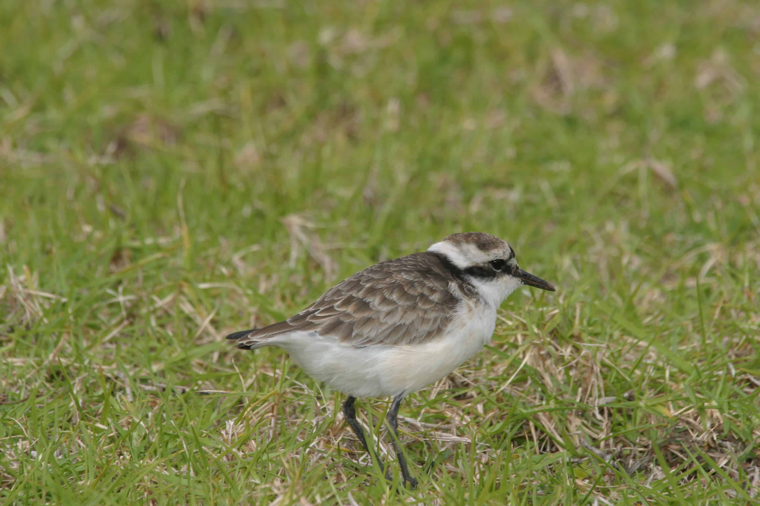 Wirebird (St Helena plover, the only one of several endemic bird species surviving after human discovery of the Island. Copyright: Dr Mike Pienkowski