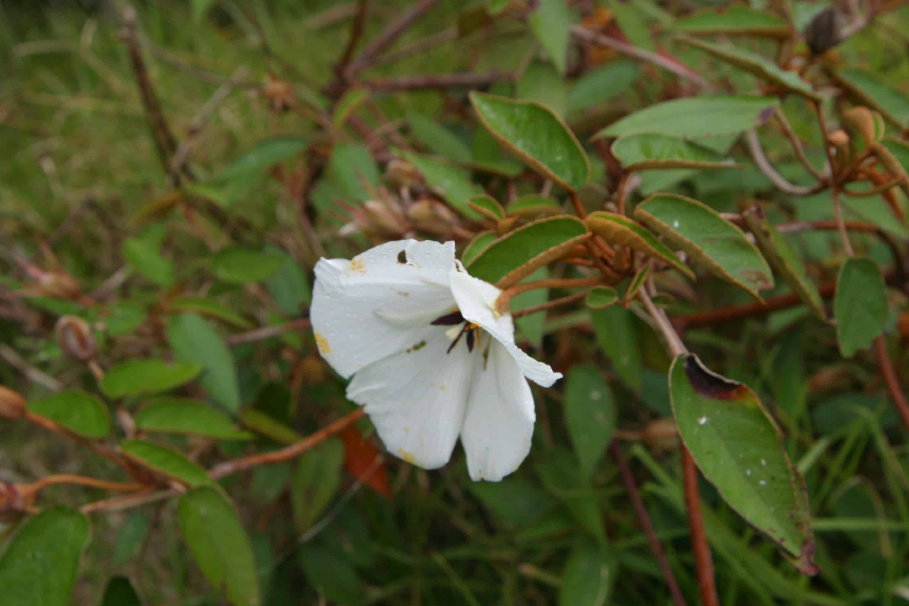 Endemic flower, the St Helena ebony. Copyright: Dr Mike Pienkowski