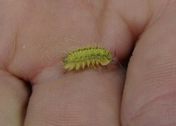 Spiky yellow woodlouse, a rare and threatened endemic species. Copyright: Dr Mike Pienkowski