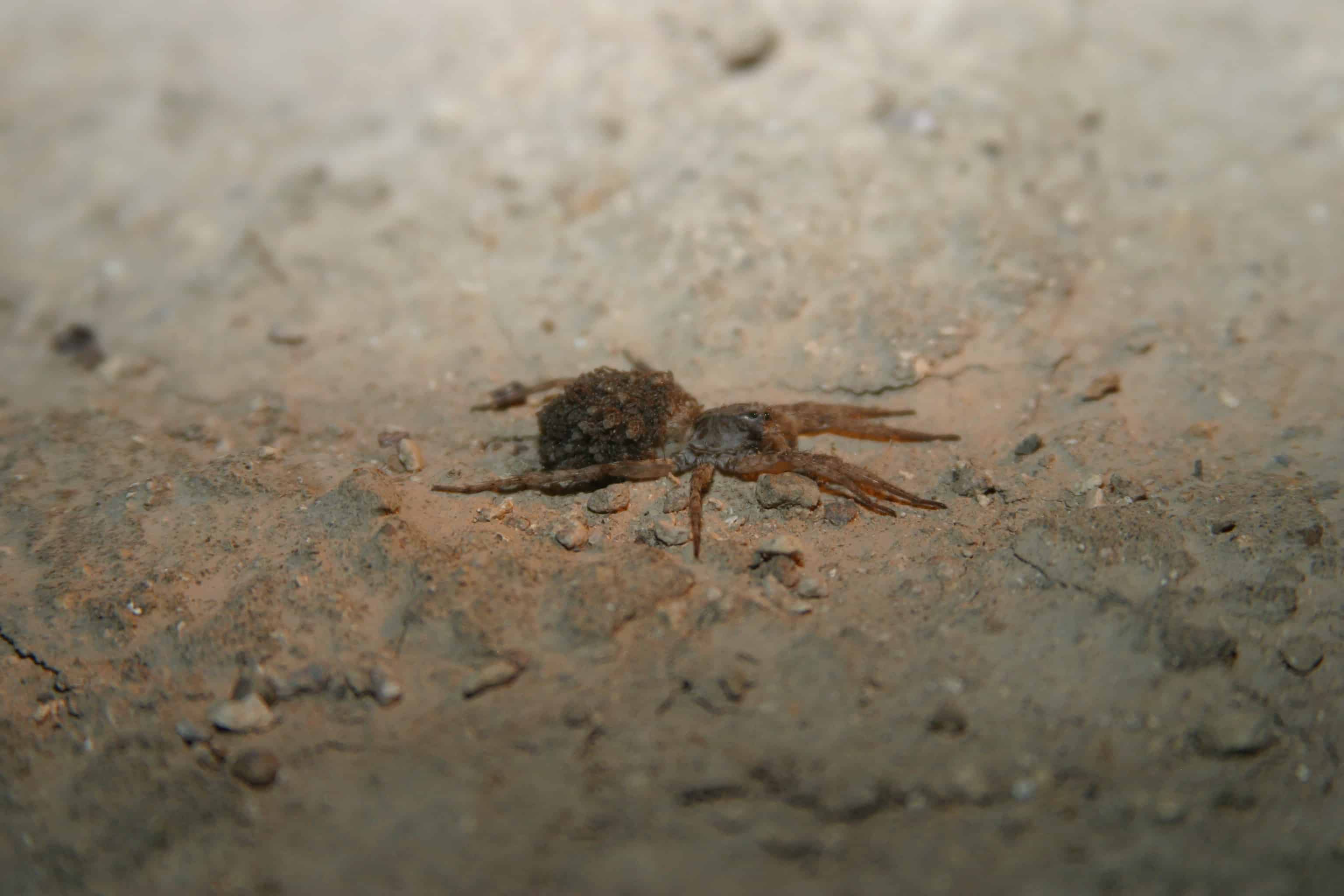 Wolf spider carries young, one of the huge number of invertebrates depending on the desert plain part of which was used for the airport construction; Copyright: Dr Mike Pienkowski