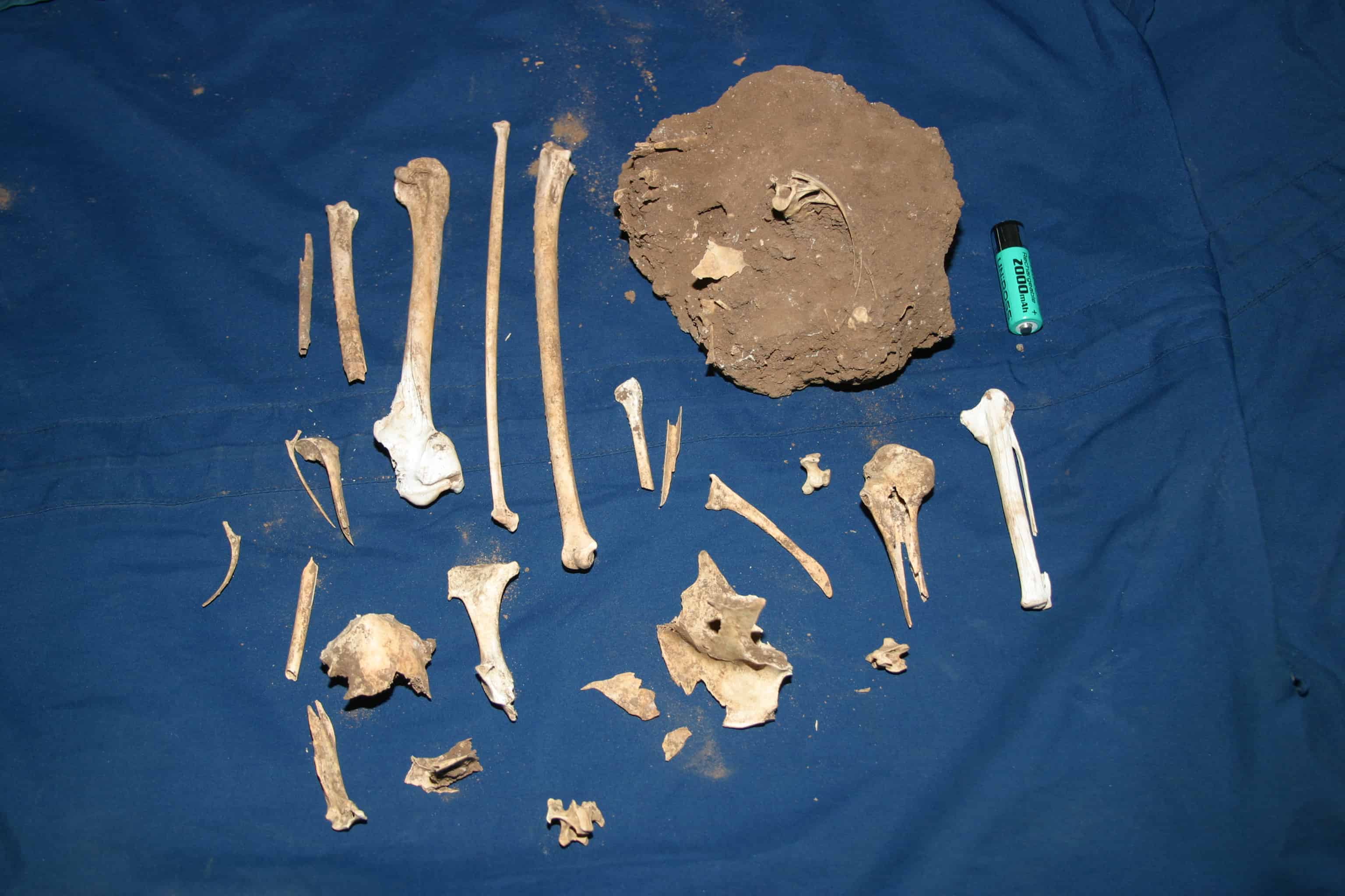 Sub-fossil bones of bird species (with, on the right, an AA battery as a scale). Such specimens revealed that at least 8 endemic bird species were exterminated, probably due to human activities, leaving only the St Helena plover (or wirebird). Copyright: Dr Mike Pienkowski