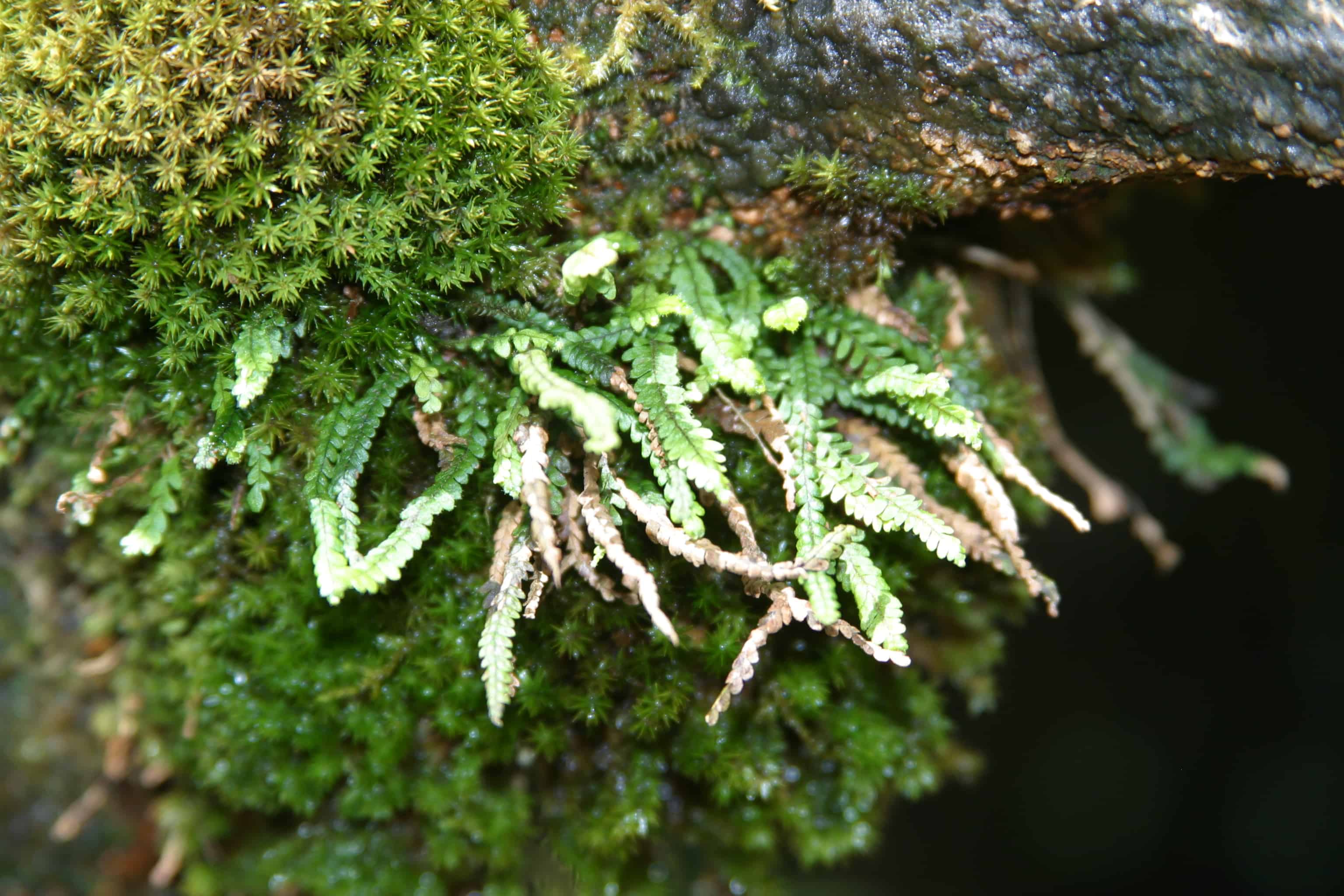 Native ferns on Green Mountain. Copyright: Dr Mike Pienkowski