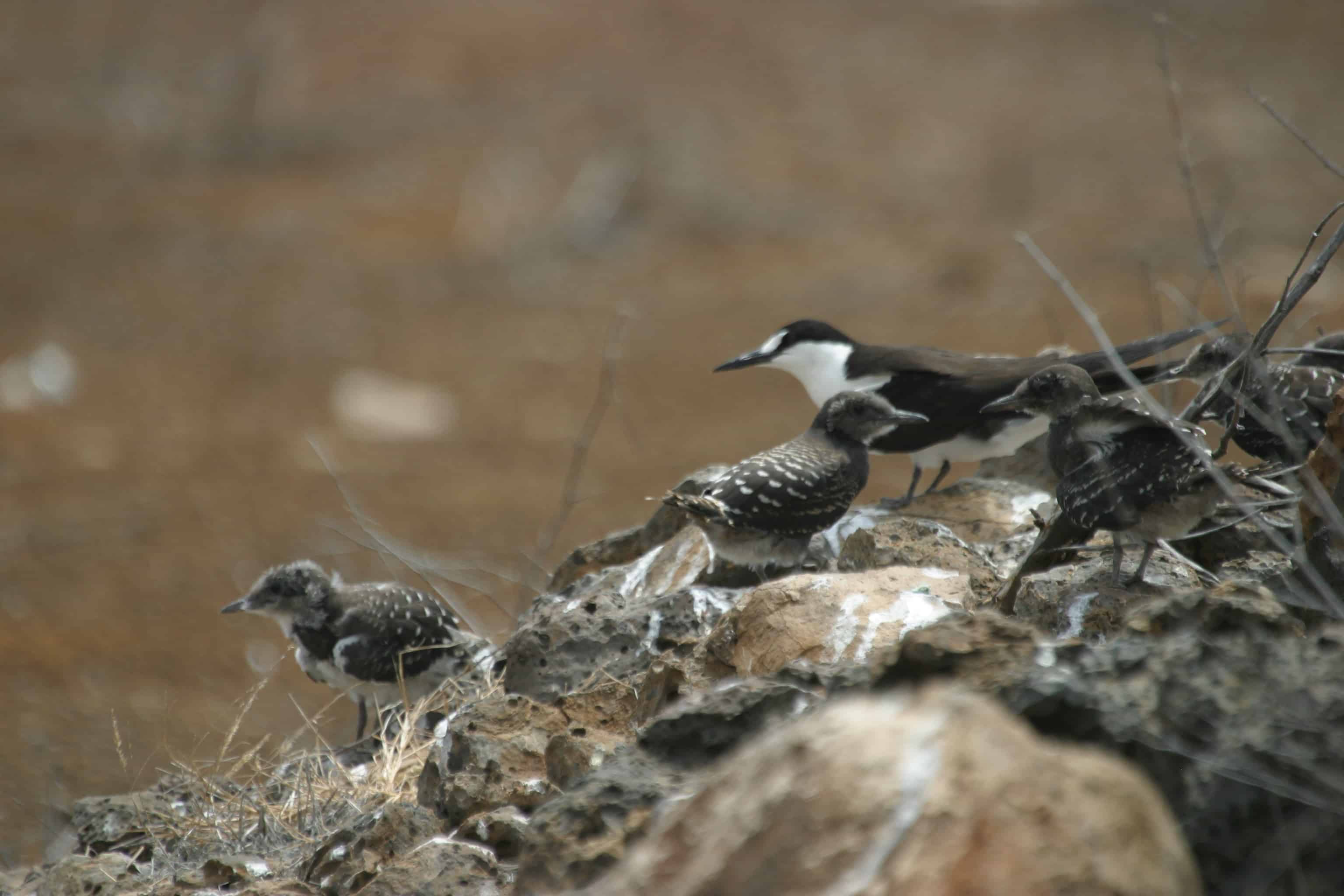 Sooty tern with chicks, one of the very few seabird species surviving as a breeding population on Ascension itself, before the restoration programme. Copyright: Dr Mike Pienkowski