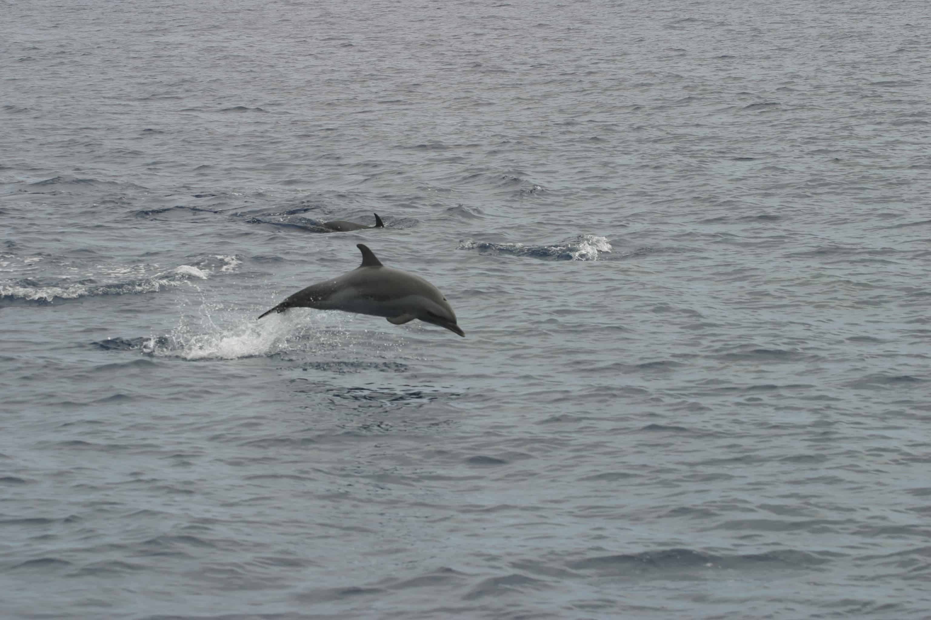 Pantropical spotted dolphins at St Helena. Copyright: Dr Mike Pienkowski